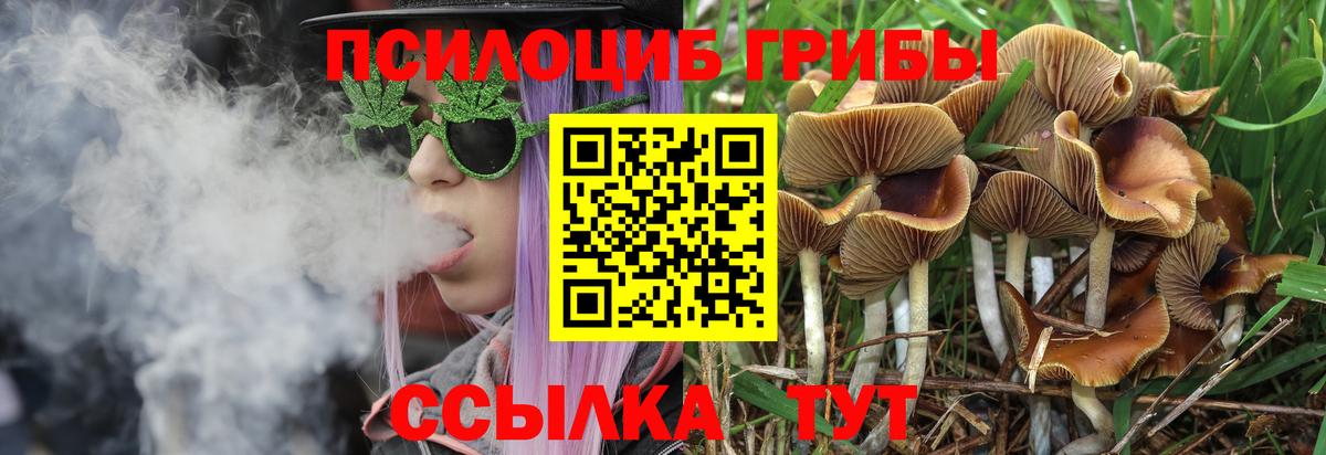 Павловский Посад  Псилоцибиновые грибы прущие грибы  Вход с VPN 